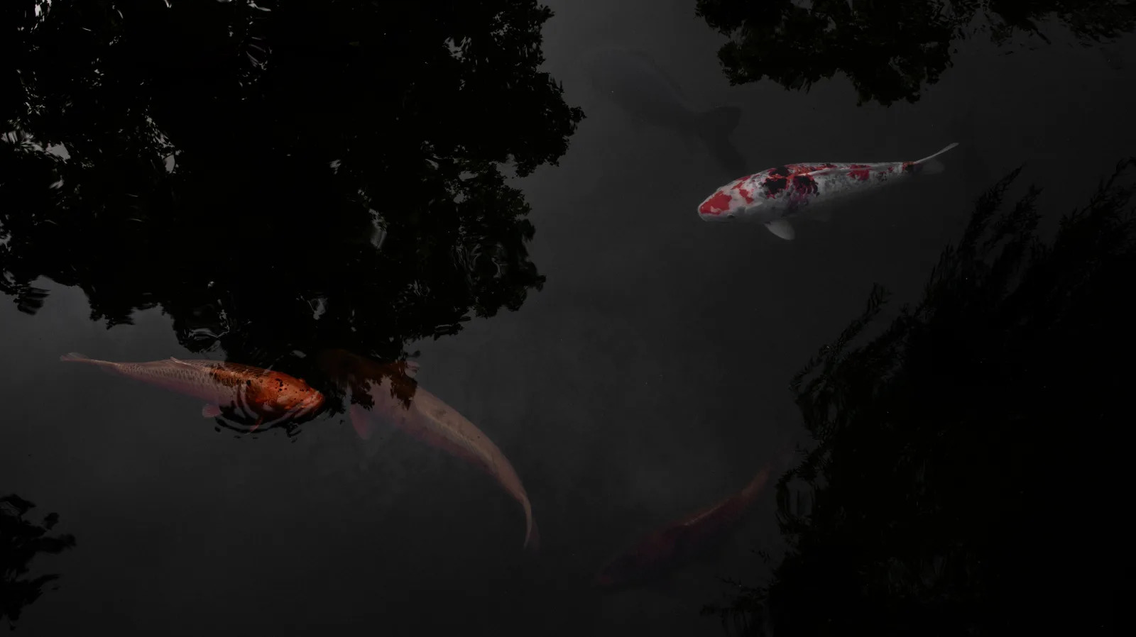 Koi 3
