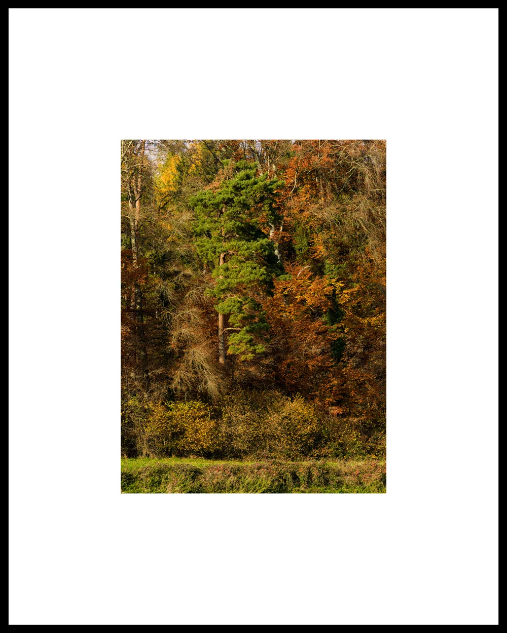 Autumn Promenade #1