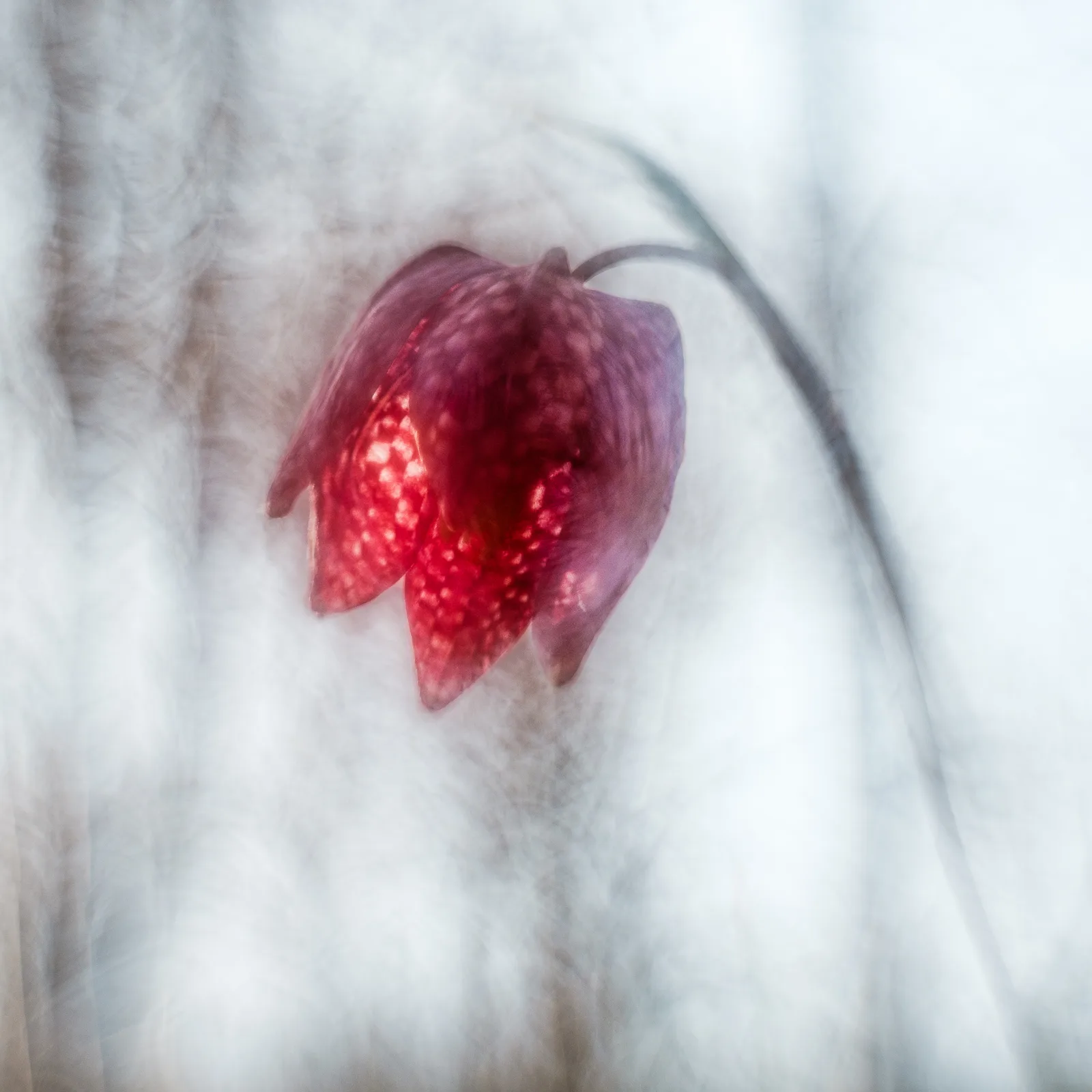 Schabrettblume