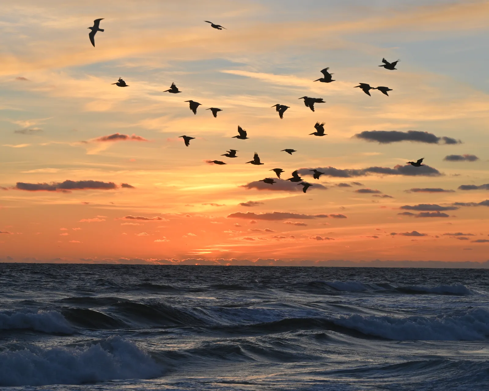 Adrienne Holton-Birds of a Feather