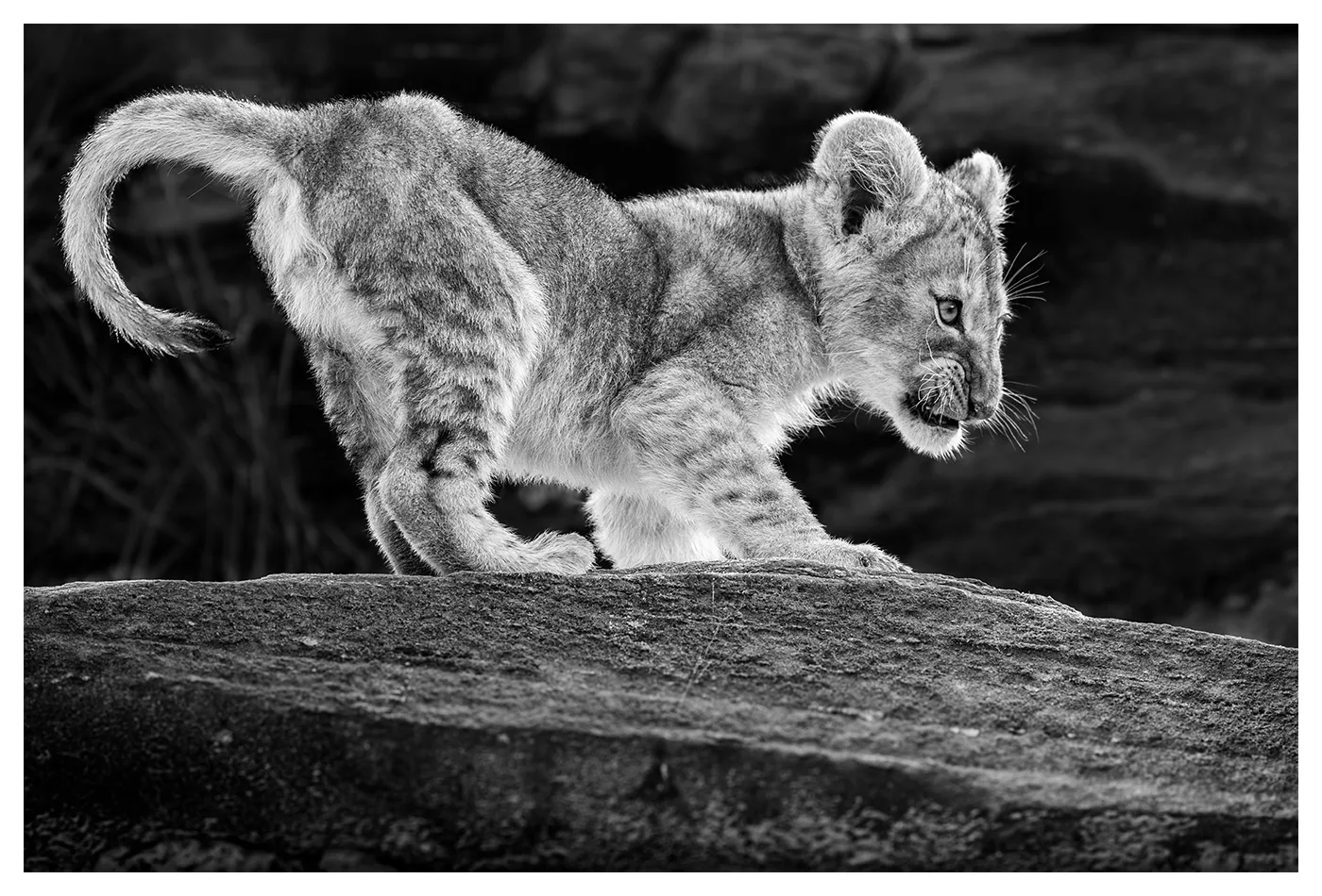 LITTLE KING