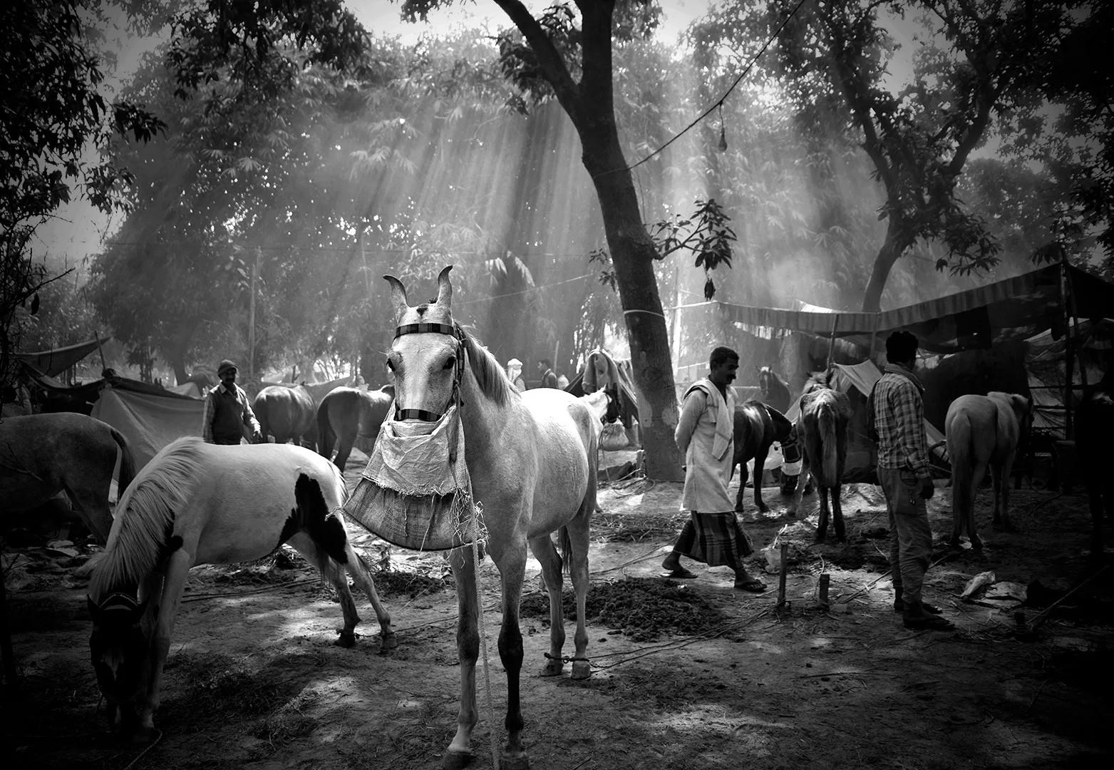 Prianko Moitra-Stable