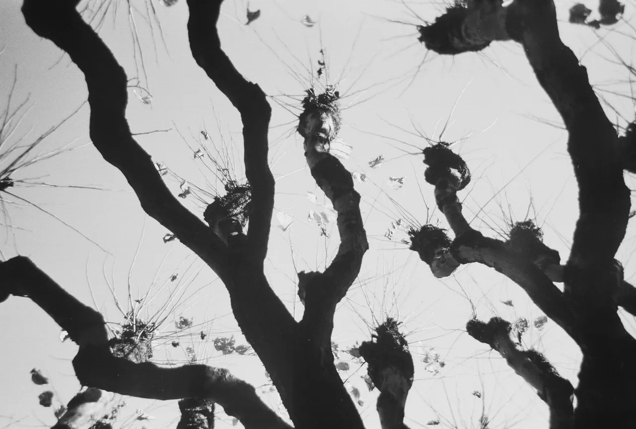 The tree #2 (Lugano)
