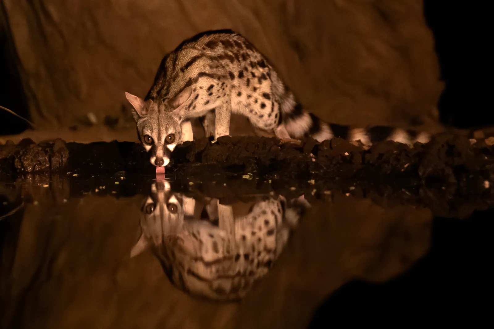 Ginsterkatze (genet cat) am Wasserloch