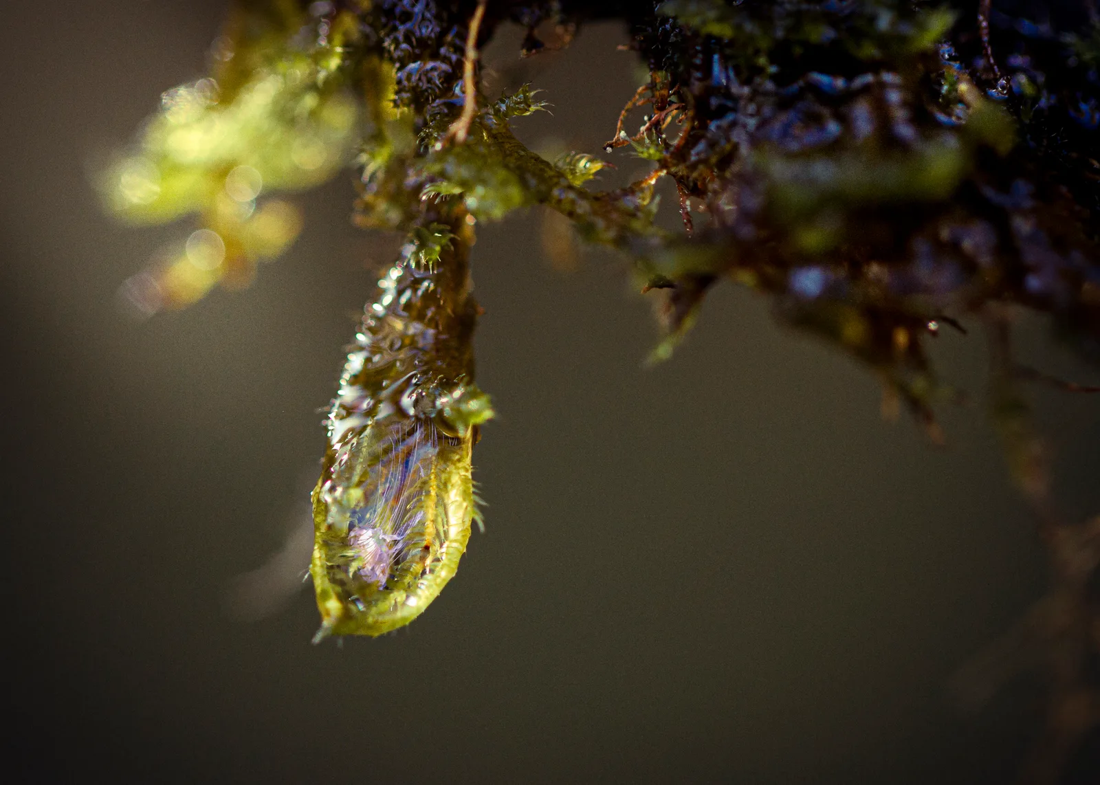 Forest Creature 2