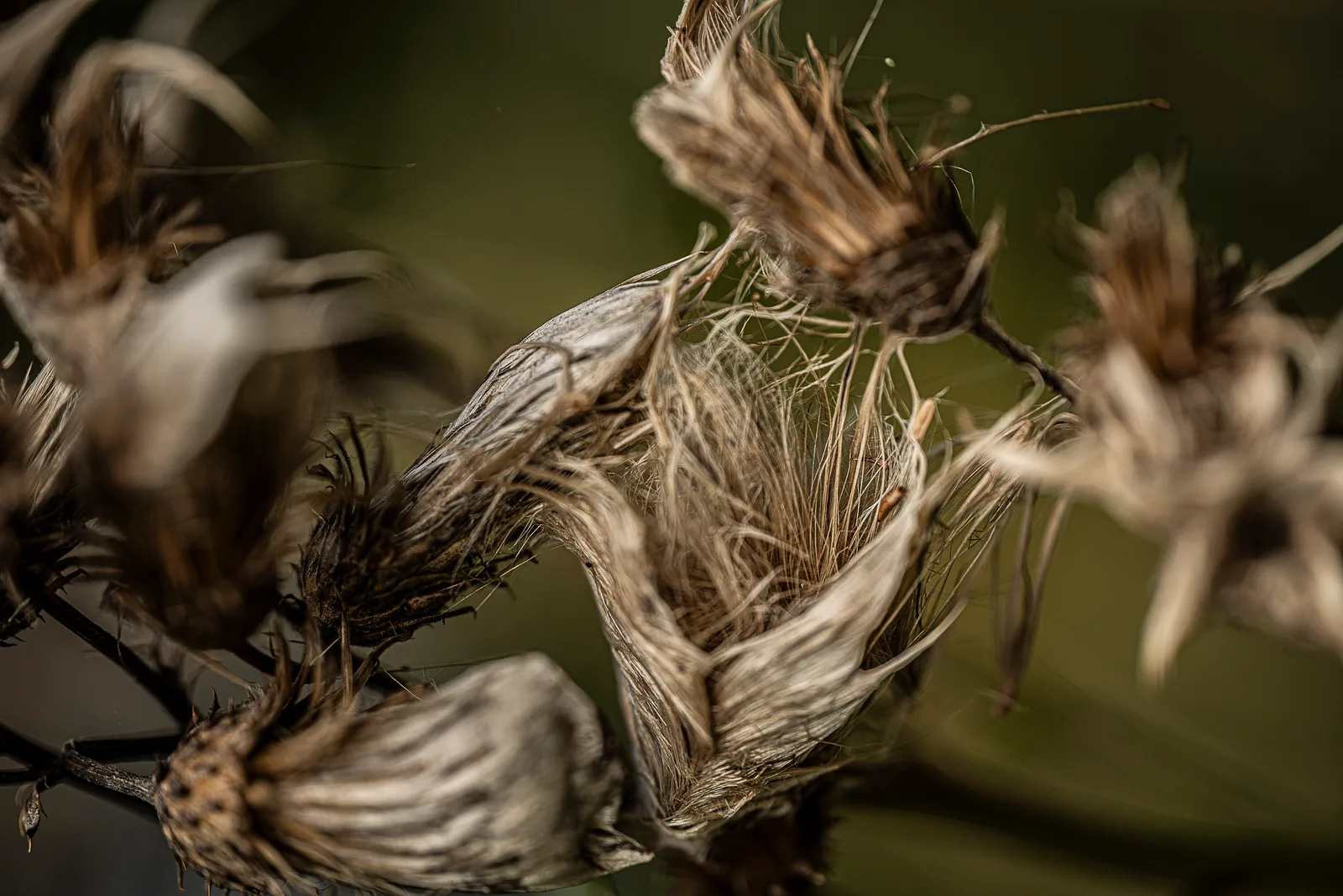 Almost still life