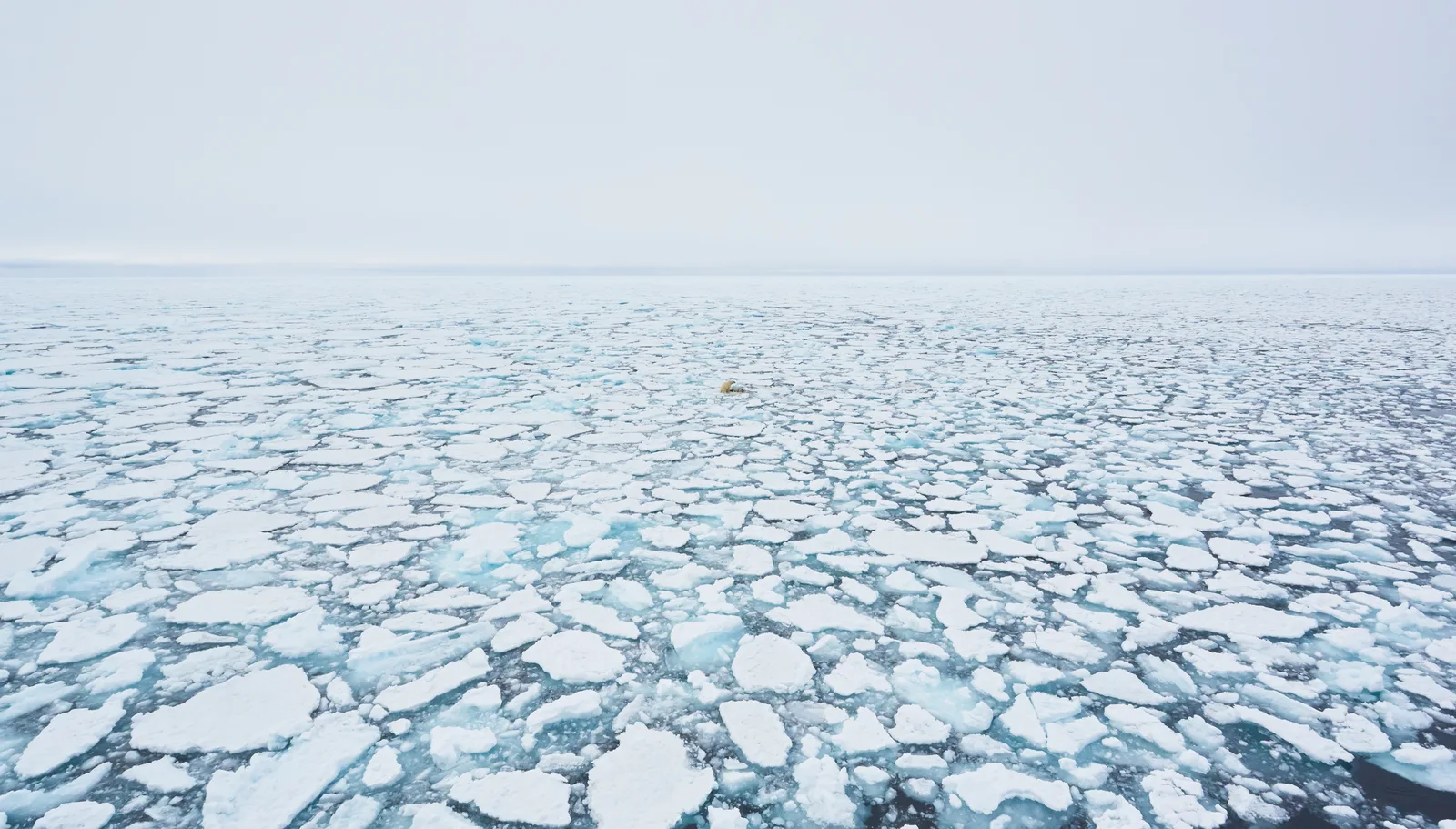 Arktis, Packeis nordwestlich von Spitzbergen: Ein Eisbär hat sich auf einer Eisscholle ausgeruht und frisst eine erlegte Robbe. Die wunderschöne, unendliche Landschaft fasziniert mit Weiss- und Blautö