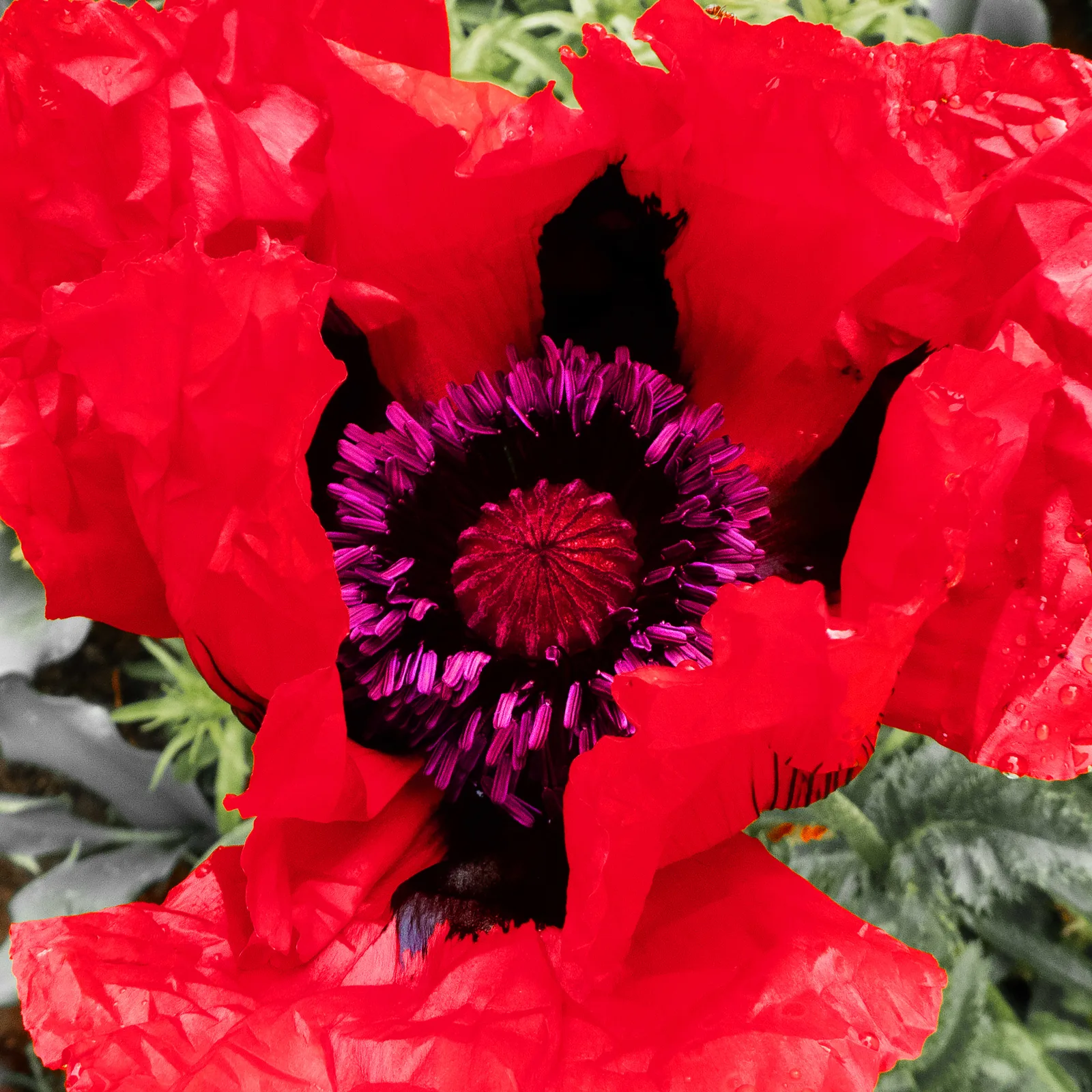 Papaver 1
