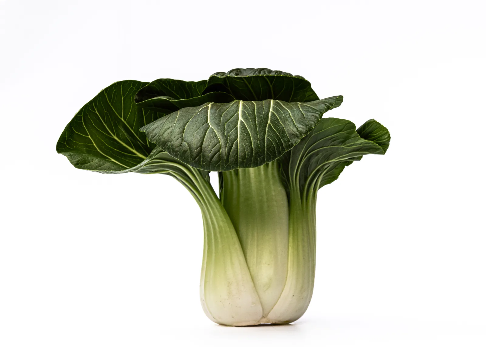 Pak Choi aus der Serie "Grünes Gemüse"