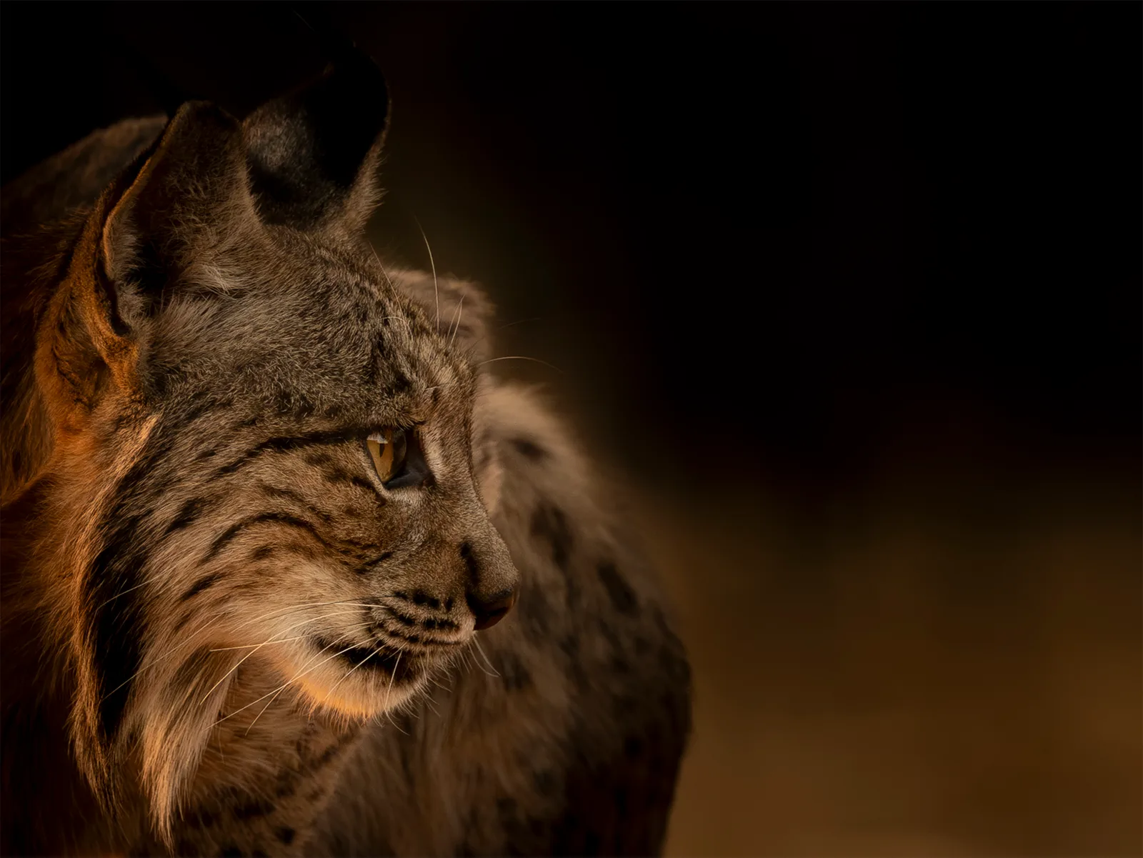 Auf den Spuren des Iberischen Luchs (Portrait)