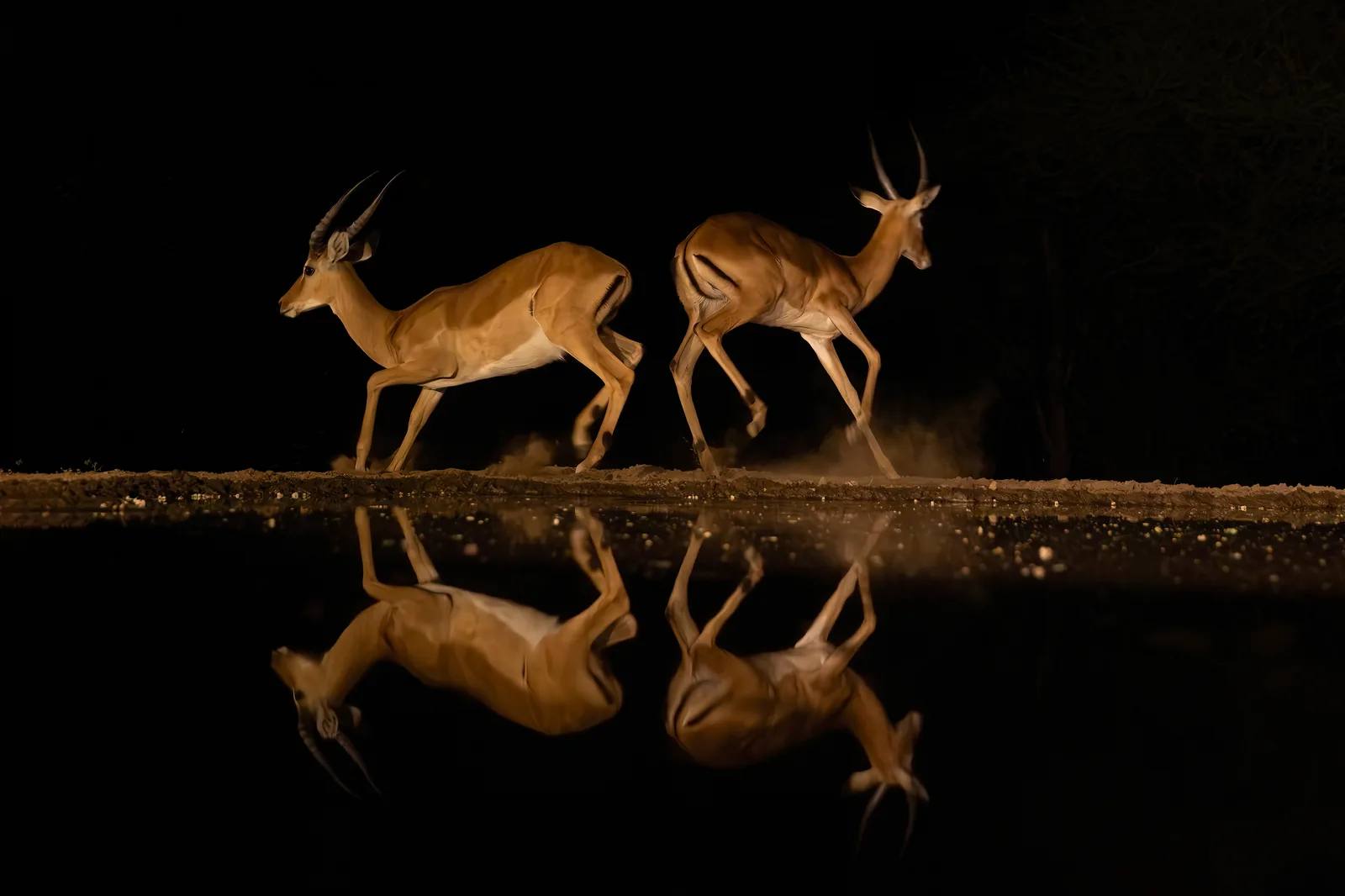 Impalas auf dem Sprung