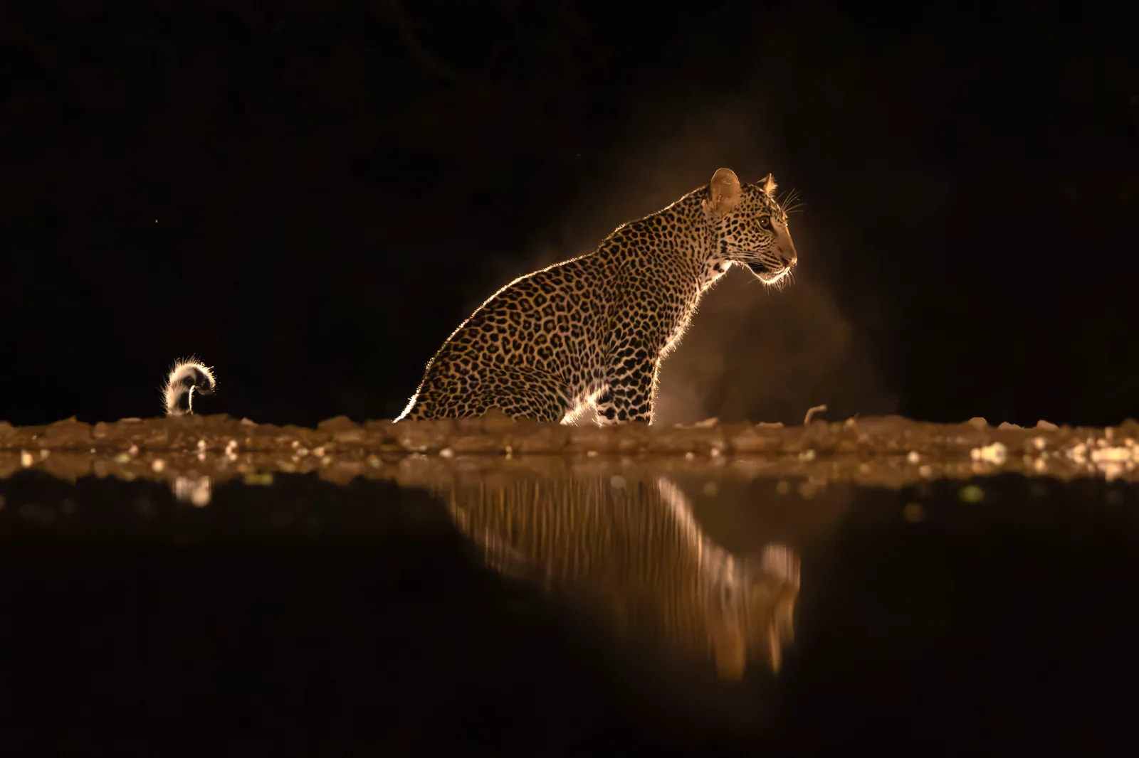 Leopard im Gegenlicht