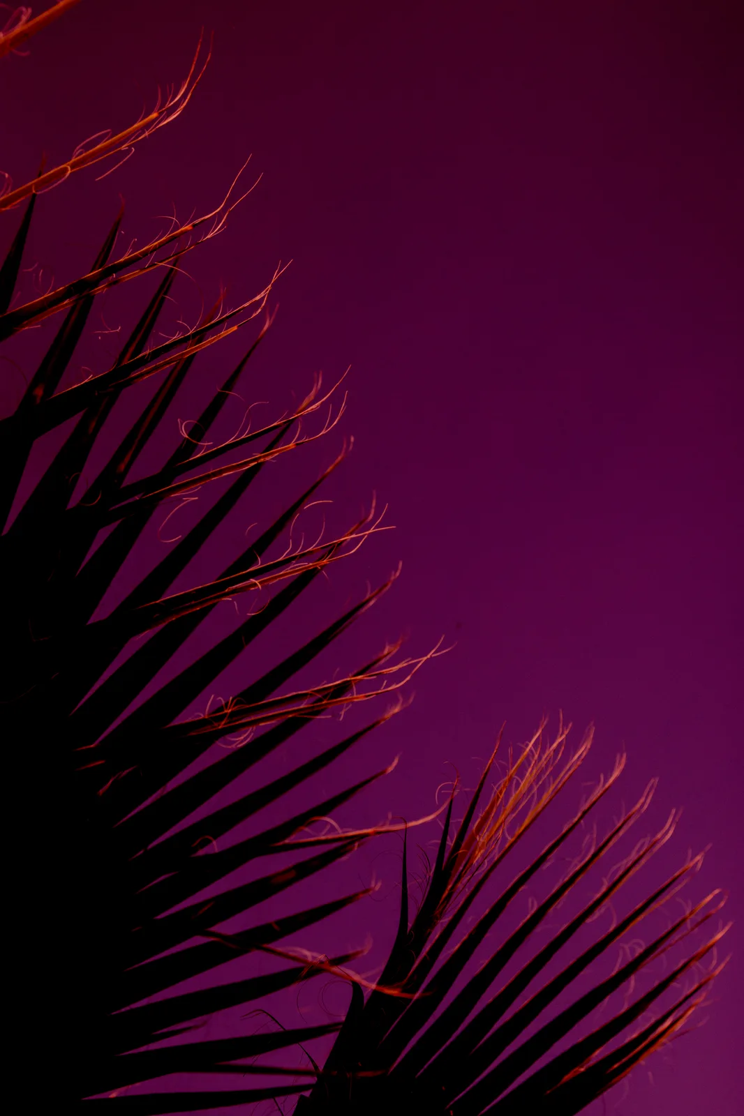 Palms on purple