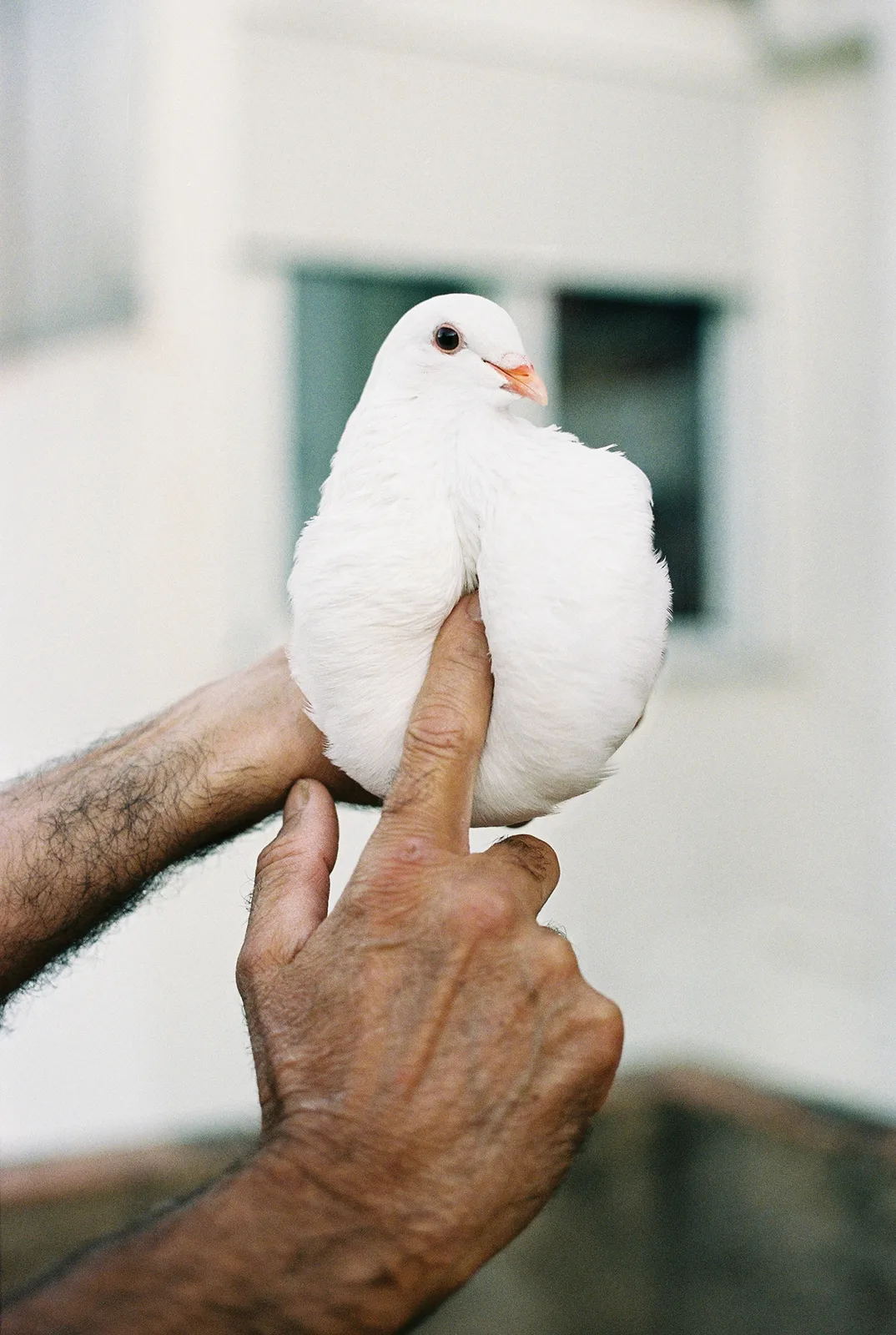 pijo y habas - 2000px - Isabel Lazaro