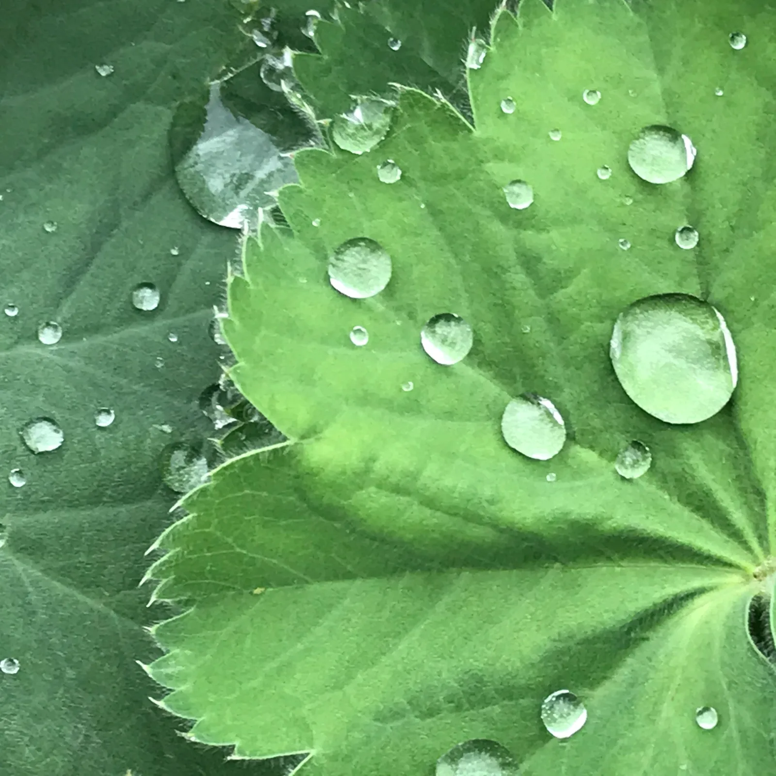 GREEN II