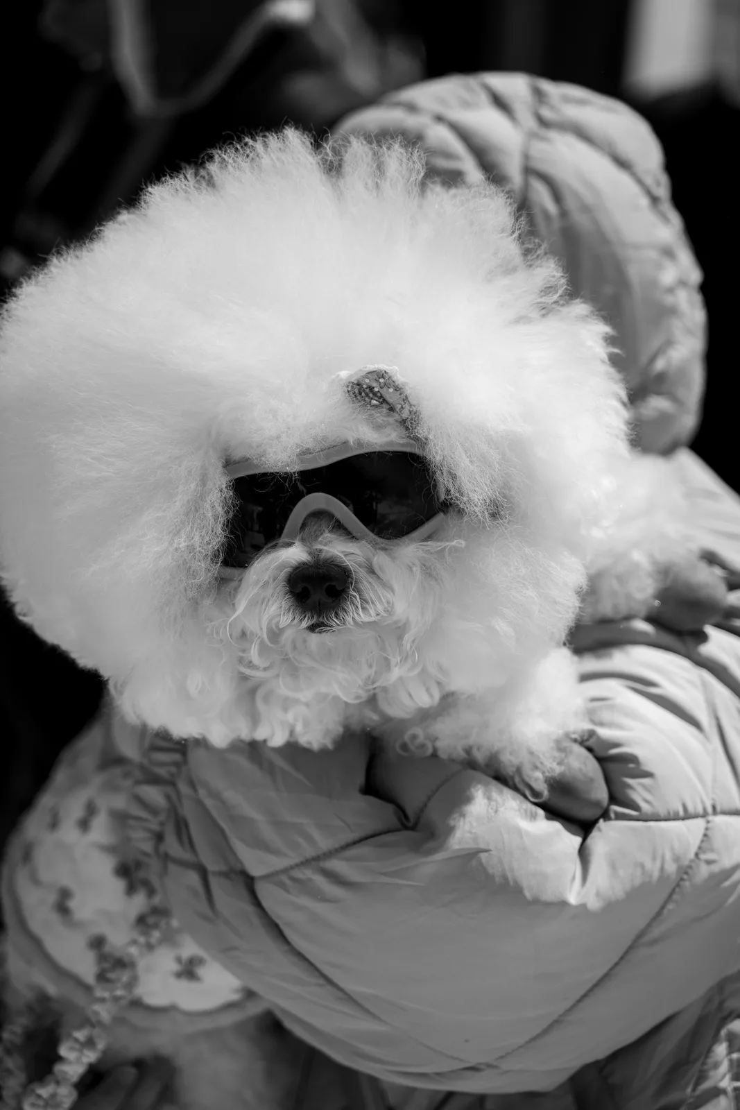The Poodle