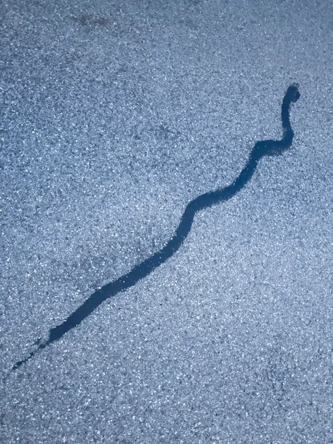Snake