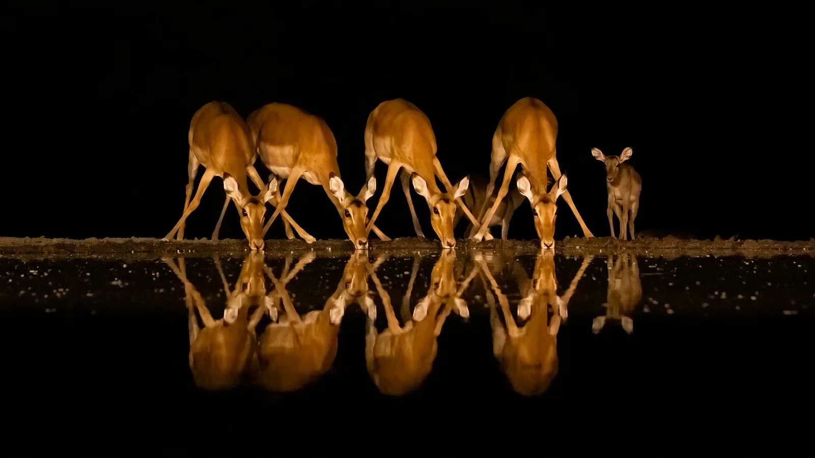 Impalas synchron am Trinken