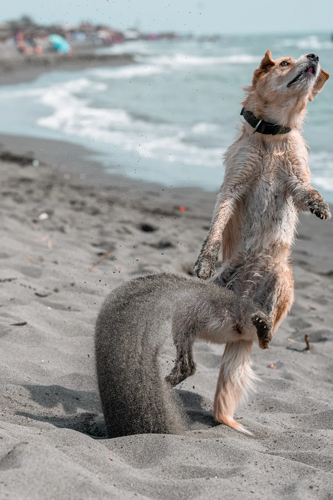 Flying Dog