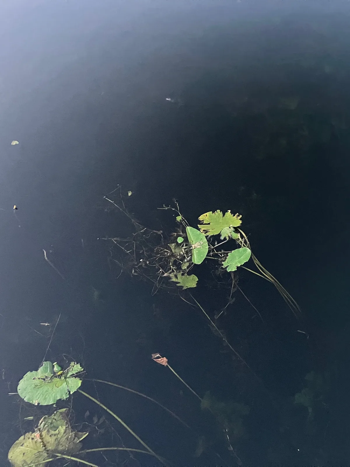 Dark Waters