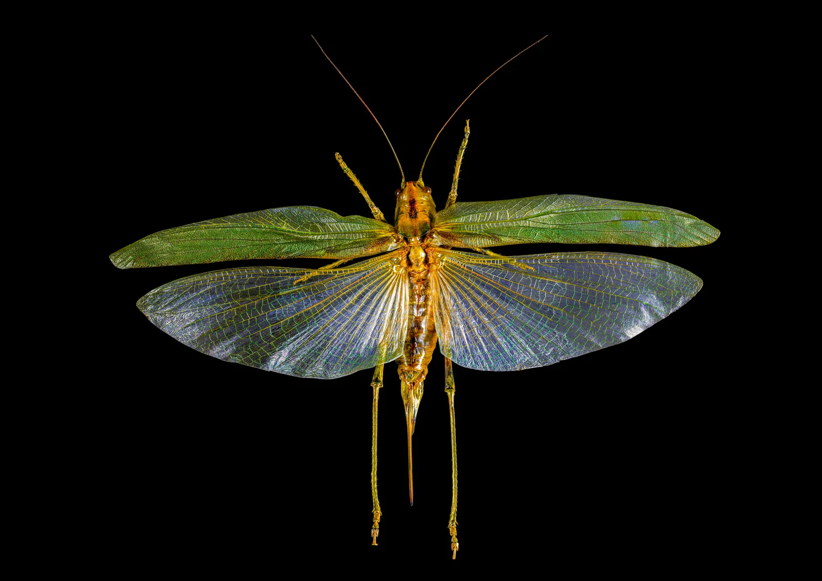 Heugümper (Grünes Heupferd, Tettigonia viridissima)