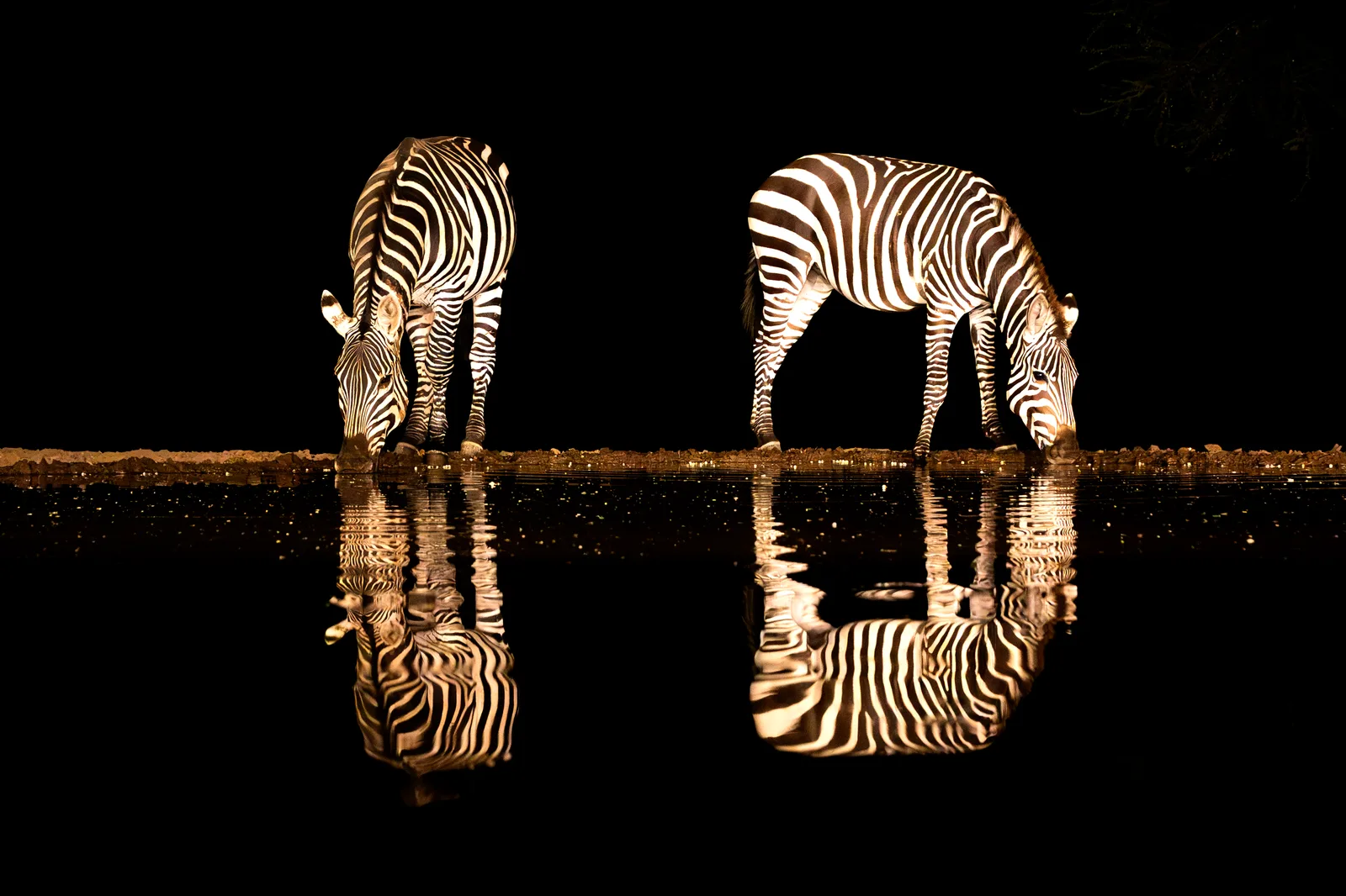 Zebra Duo am Wasserloch