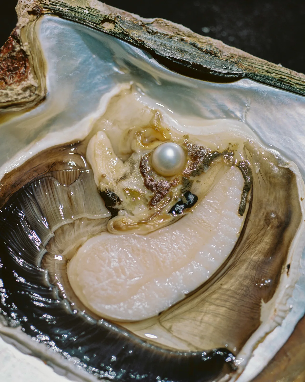 Rita-Puig-Serra_Anatomy-of-an-Oyster_8