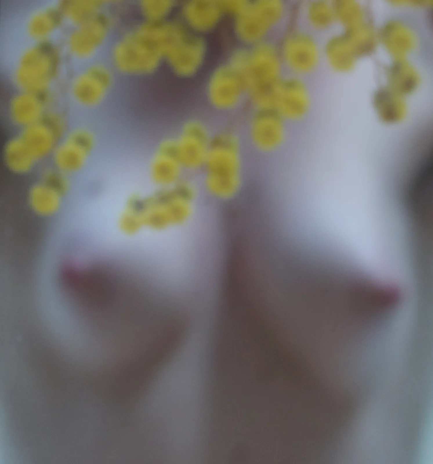 Brust mit Mimosen